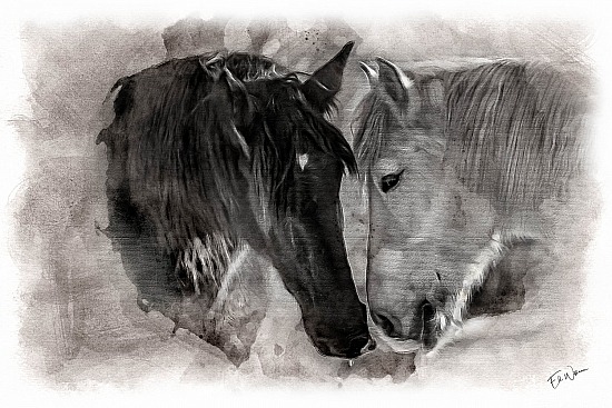 Domestic Animals