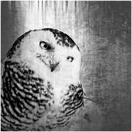 The Gaze