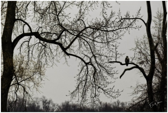 Sentry
