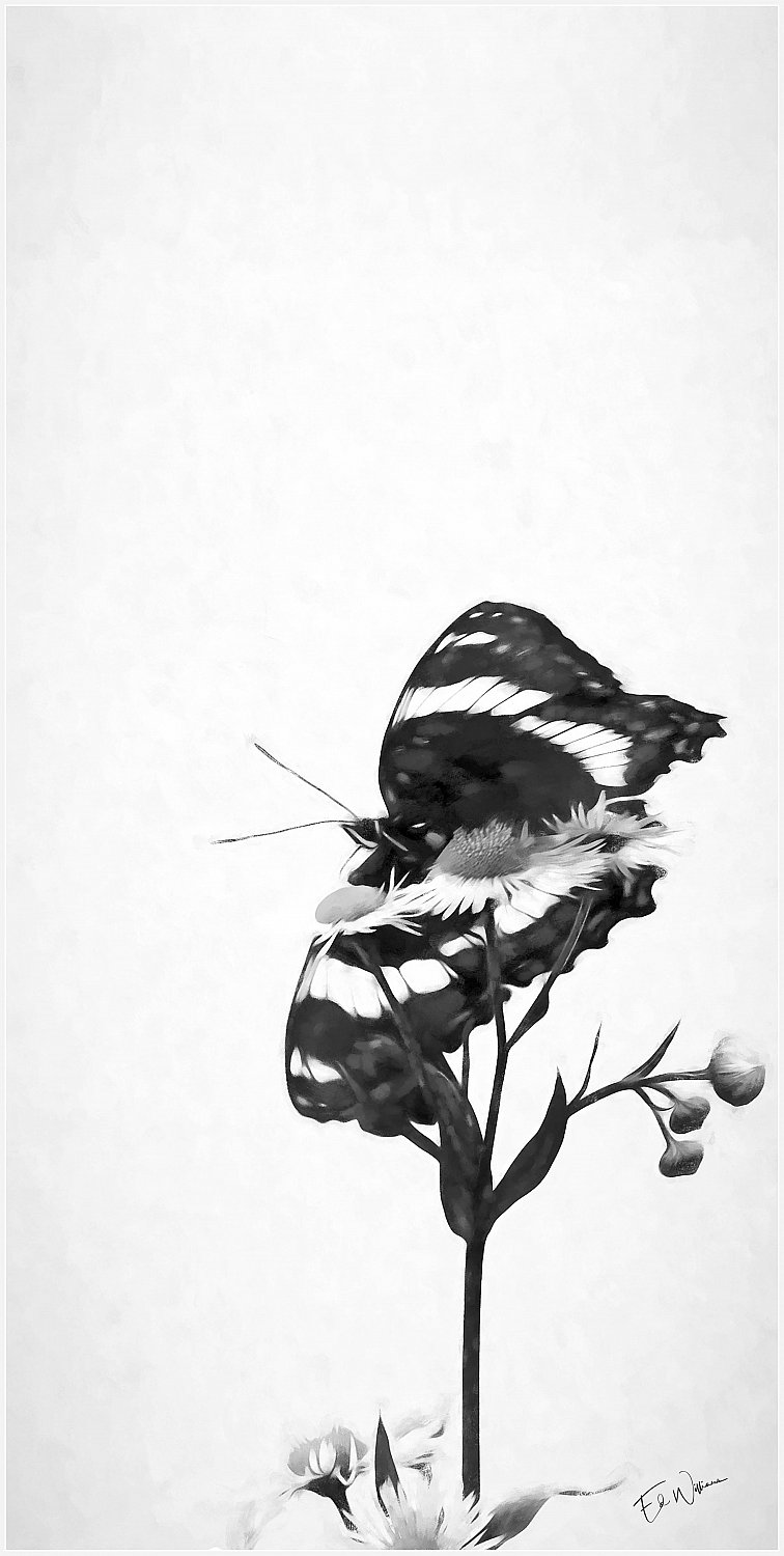 Still Delicate
